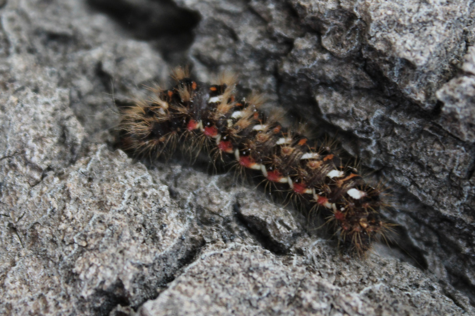 Acronicta rumicis - sóska-szigonyosbagoly Acronicta rumicis - sóska-szigonyosbagoly