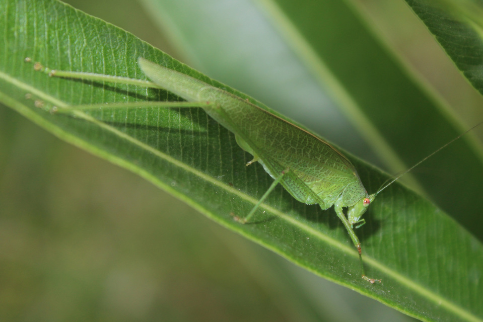 Phaneroptera nana - pontozott repülőszöcske