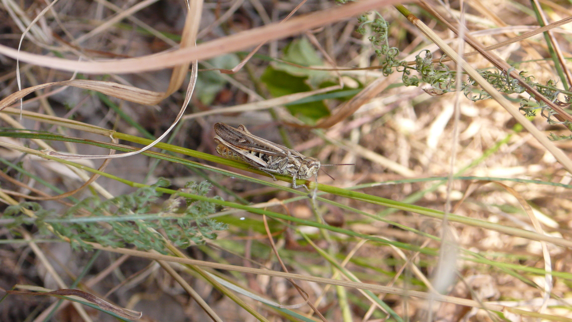 Chorthippus (Glyptobothrus) (subgenus)