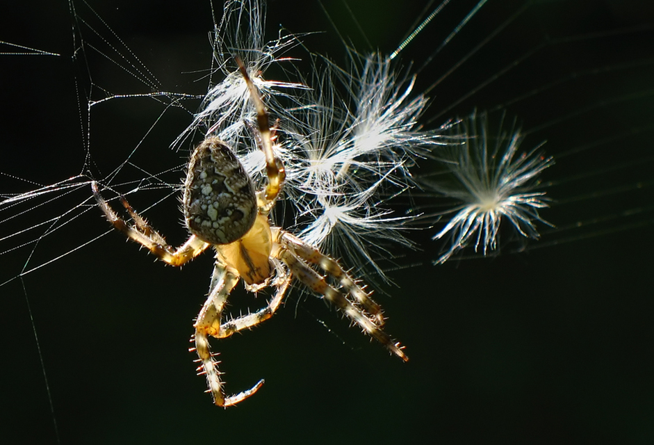 Araneus diadematus - koronás keresztespók