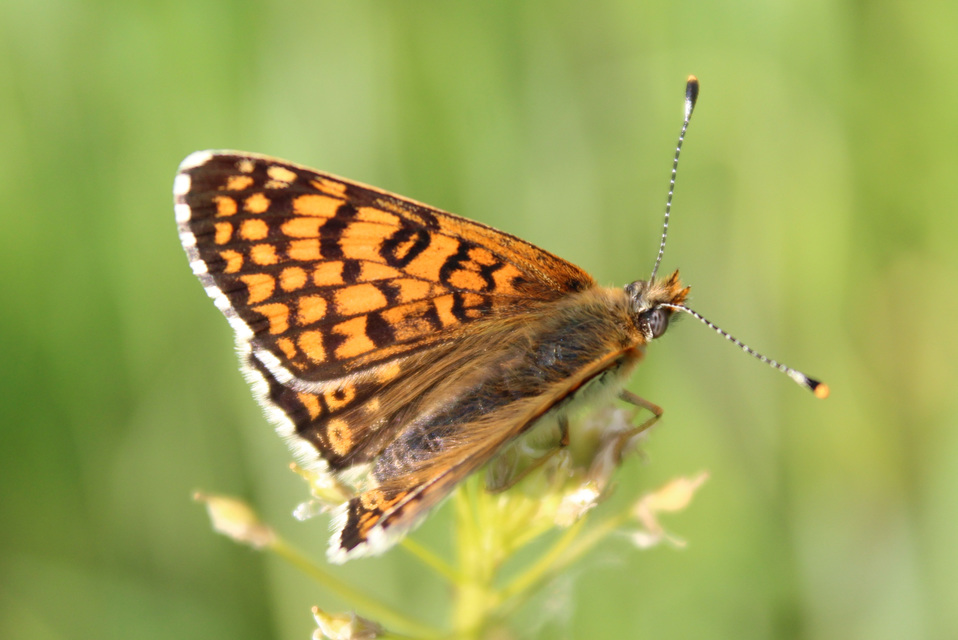 Melitaea cinxia - réti tarkalepke