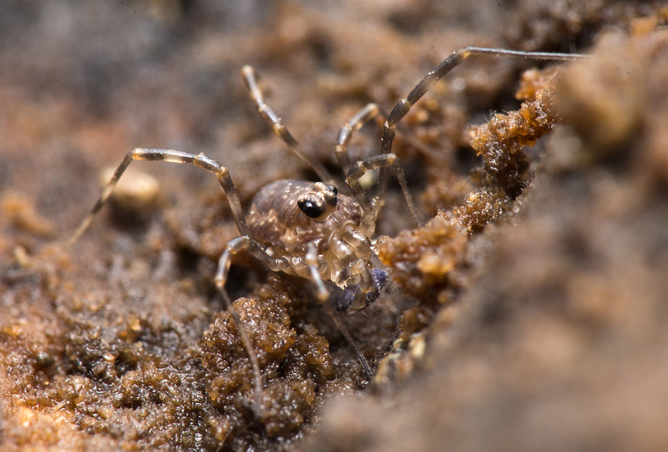 Rilaena triangularis