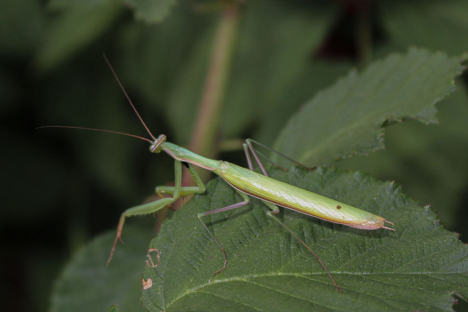 Mantis religiosa - imádkozósáska