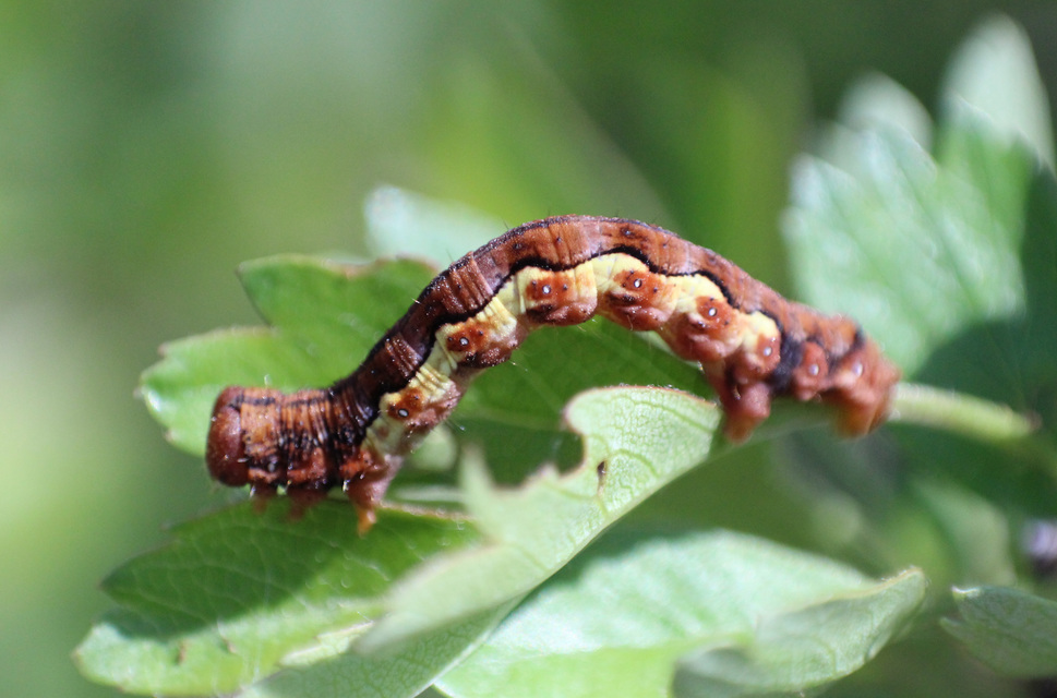 Erannis defoliaria - nagy téliaraszoló