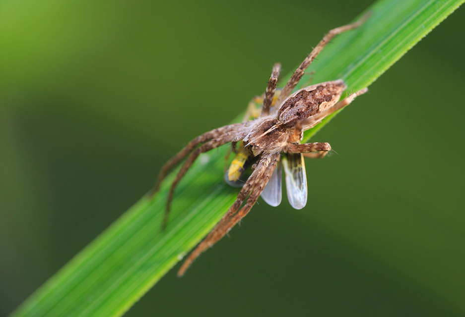 Pisaura mirabilis - csodáspók