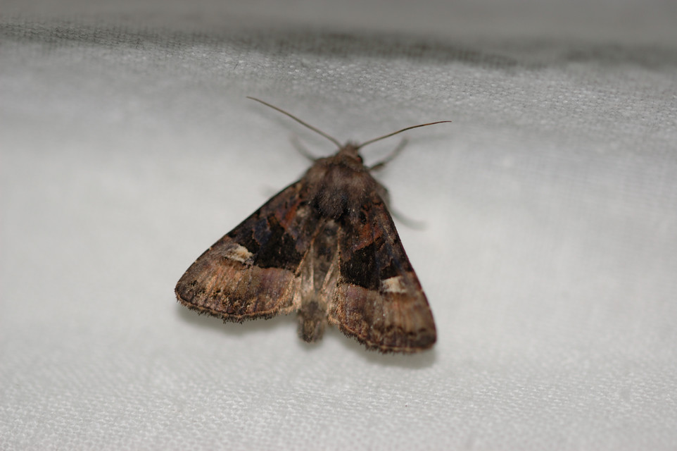 Euplexia lucipara - szeder-csipkésbagoly