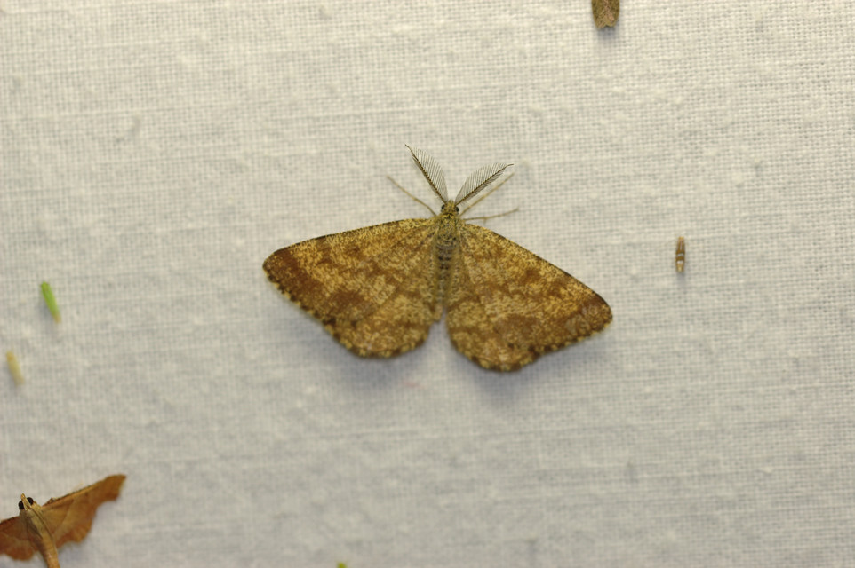 Ematurga atomaria - barna rétiaraszoló