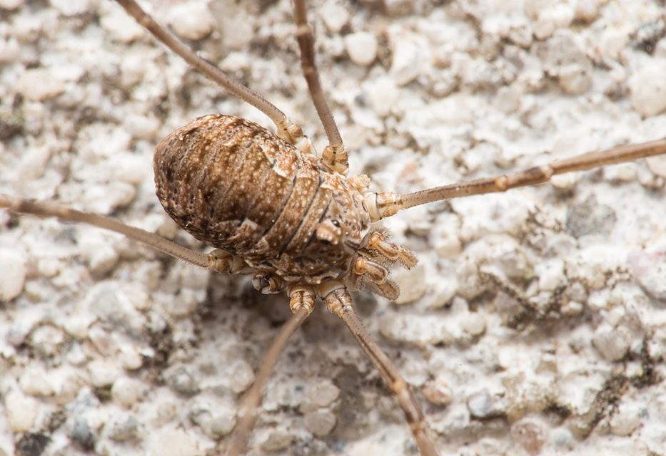 Opiliones - Kaszáspókok