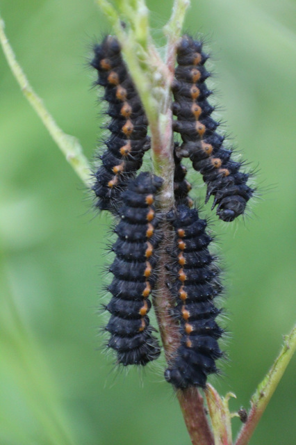 Saturnia pavoniella/pavonia