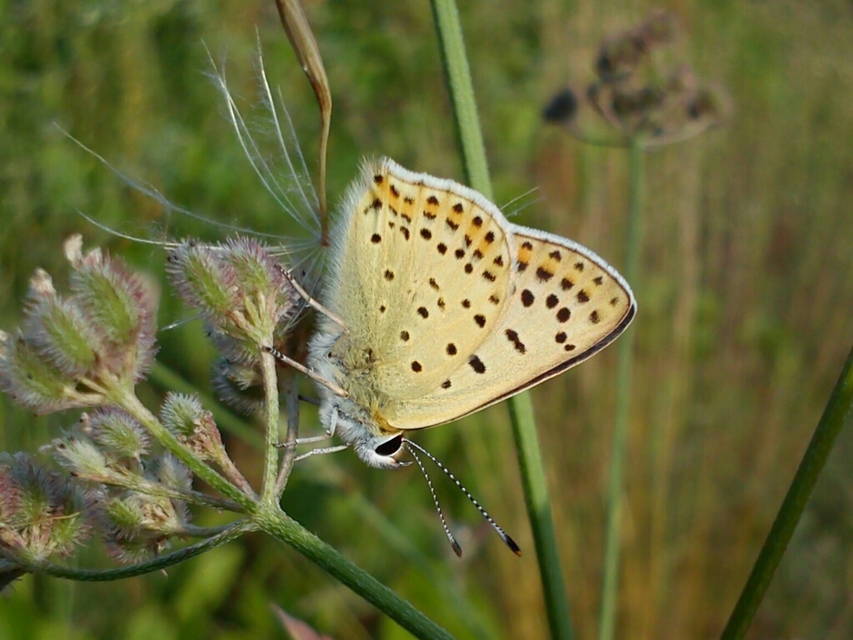 Lycaena tityrus - barna tűzlepke