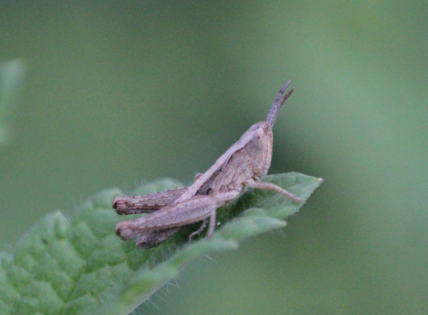 Chorthippus (Glyptobothrus) (subgenus)