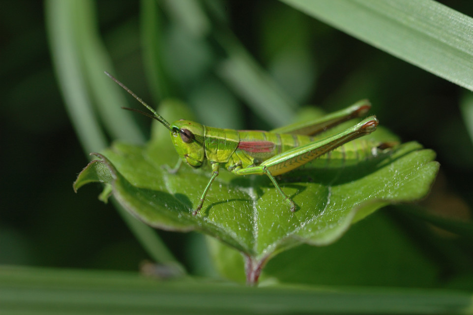 Euthystira brachyptera - smaragdzöld sáska