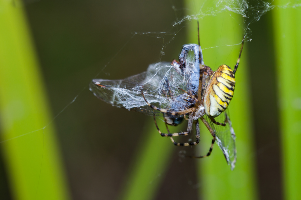 Argiope bruennichi - darázspók