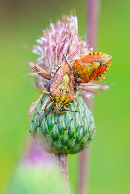 Carpocoris Carpocoris