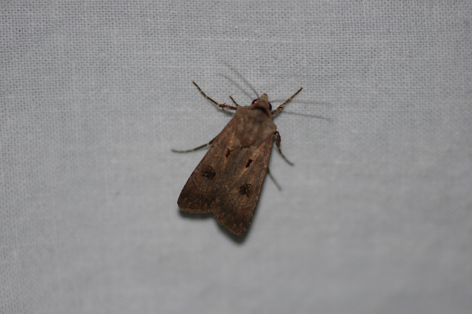 Agrotis exclamationis - felkiáltójeles földibagoly