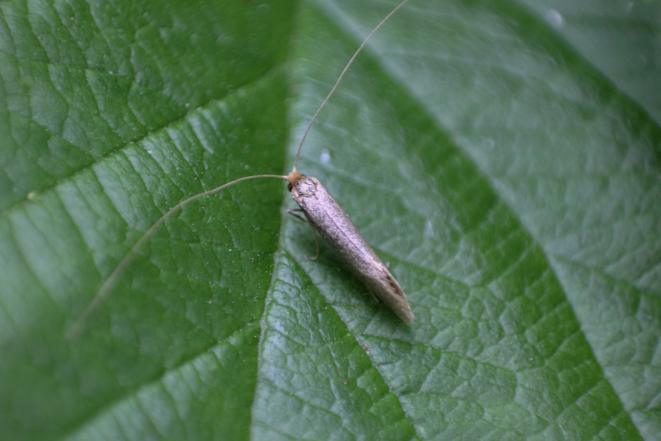 Adelidae - hosszúcsápú-tőrösmolyfélék