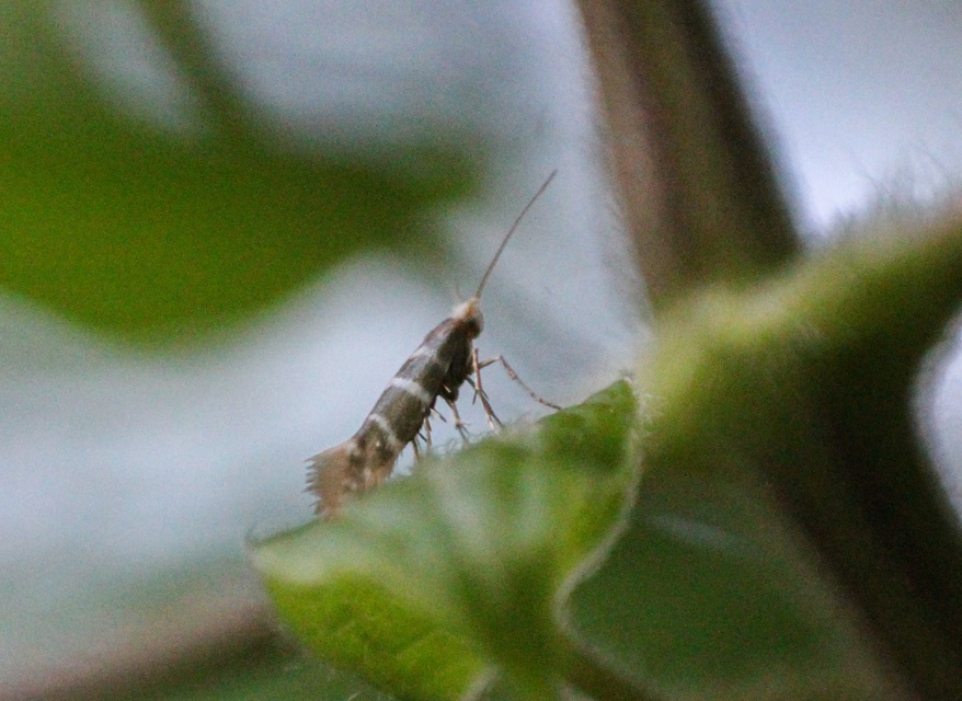 Argyresthia trifasciata - háromsávos boróka-ezüstmoly