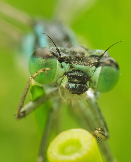 Ischnura elegans