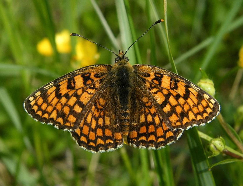 Melitaea phoebe - nagy tarkalepke