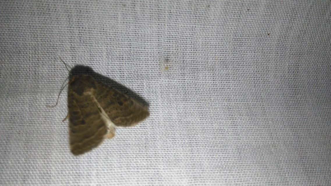 Hoplodrina octogenaria - barna selymesbagoly