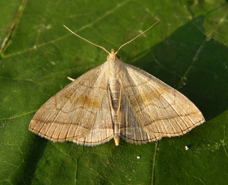 Herminia tarsicrinalis - szőröslábú karcsúbagoly
