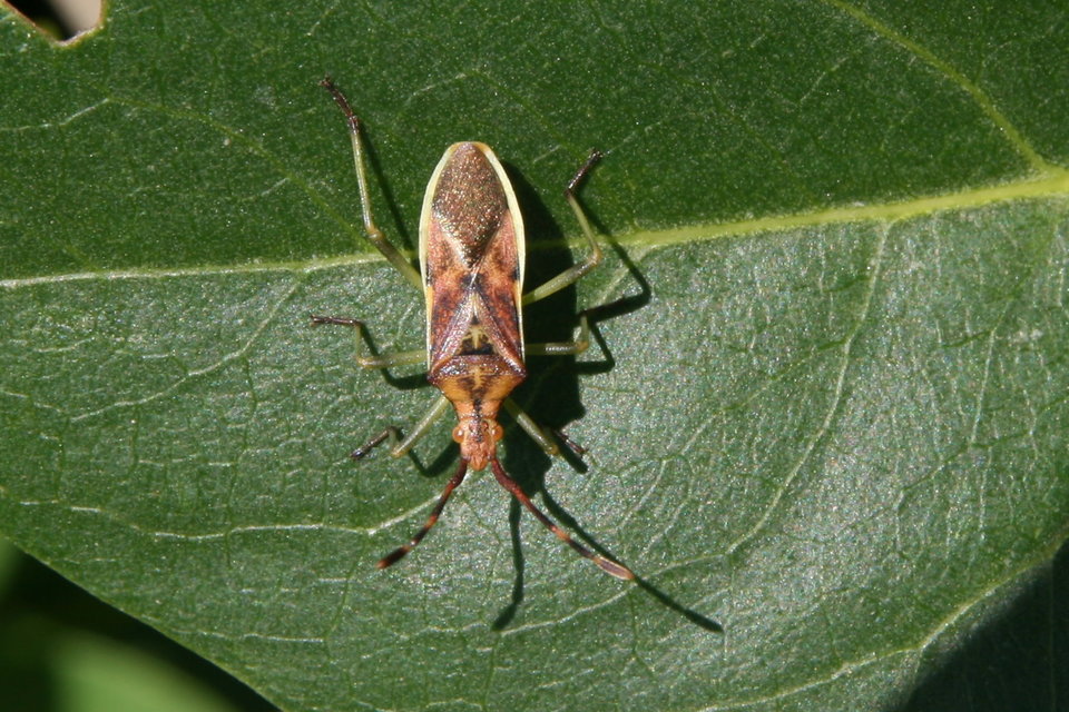 Gonocerus juniperi - boróka-karimáspoloska