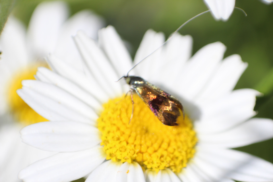 Nemophora fasciella - feketesávú tőrösmoly