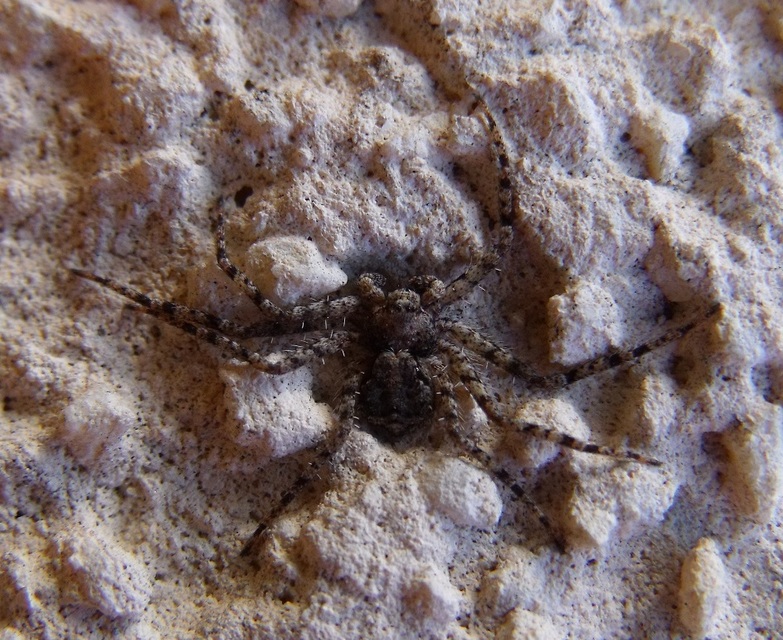 Philodromus margaritatus - bükkfa-fürgekarolópók