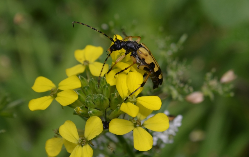 Rutpela maculata - tarkacsápú karcsúcincér