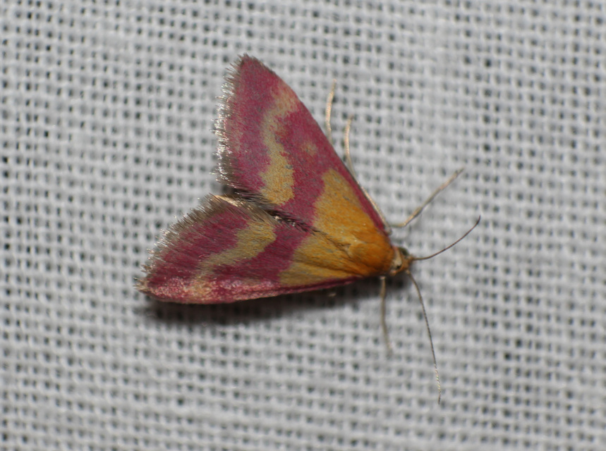 Pyrausta sanguinalis/virginalis