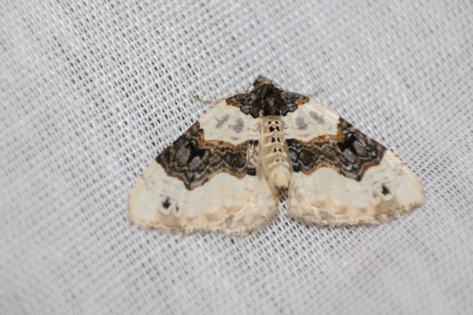 Cosmorhoe ocellata - szemes galajaraszoló