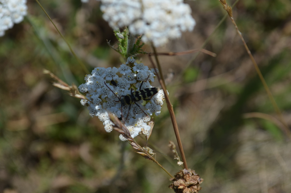 Echinocerus floralis - lucerna-darázscincér