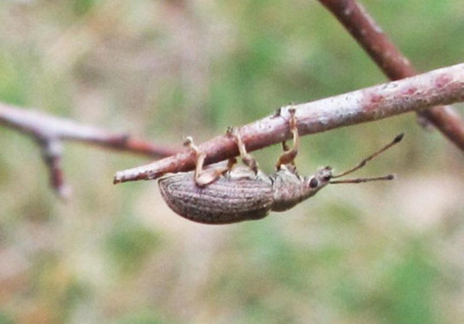 Phyllobius Phyllobius