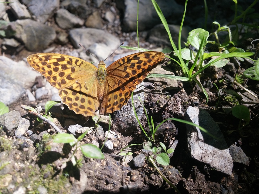 Argynnis paphia - nagy gyöngyházlepke