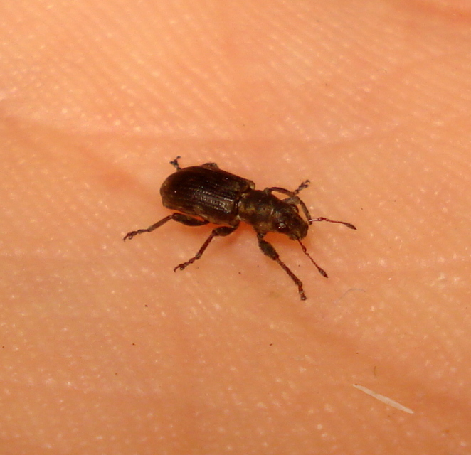 Sitona puncticollis - nagy csipkézőbogár