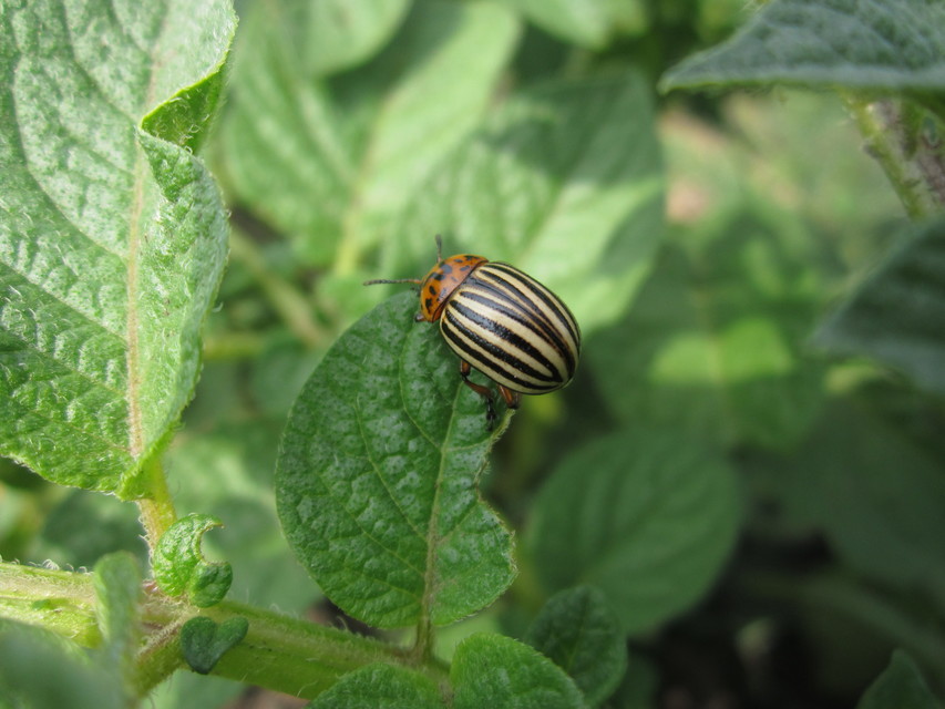 Leptinotarsa decemlineata - burgonyabogár