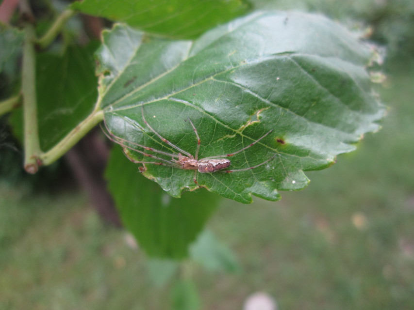 Tetragnatha