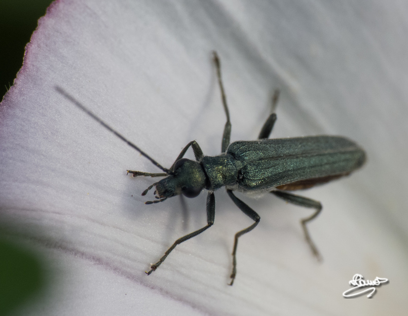 Oedemeridae - álcincérfélék