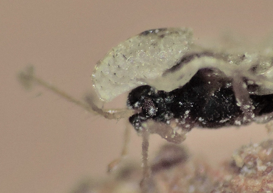 Corythucha ciliata - platán-csipkéspoloska Corythucha ciliata - platán-csipkéspoloska
