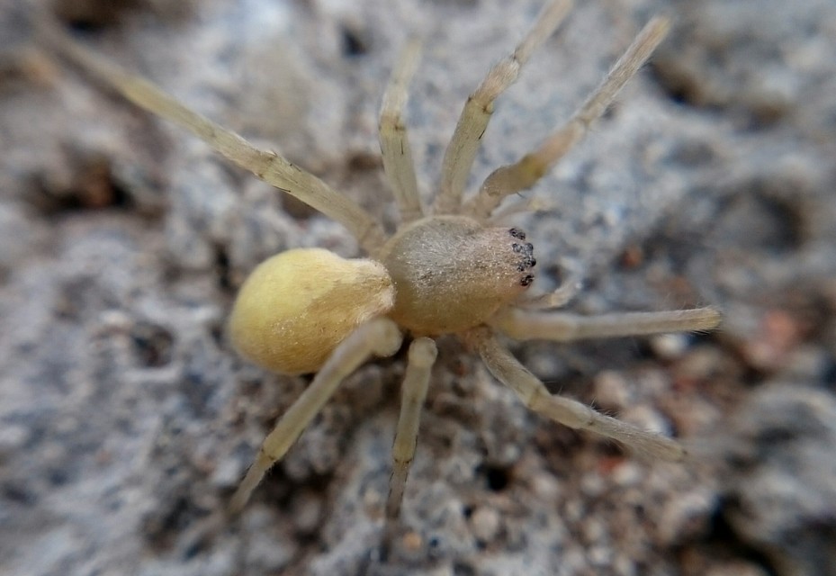 Cheiracanthium mildei - sárga dajkapók