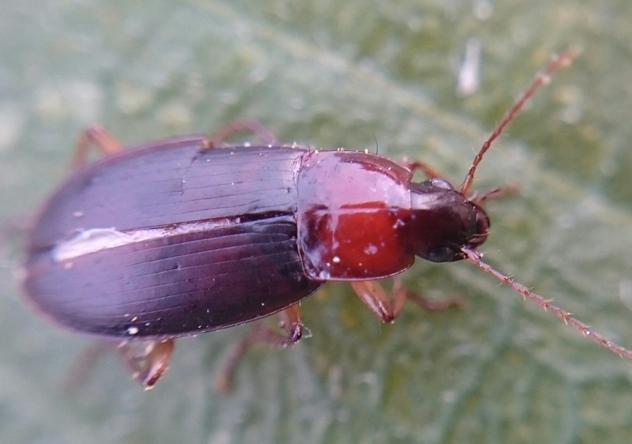Calathus cinctus - parlagi tarfutó