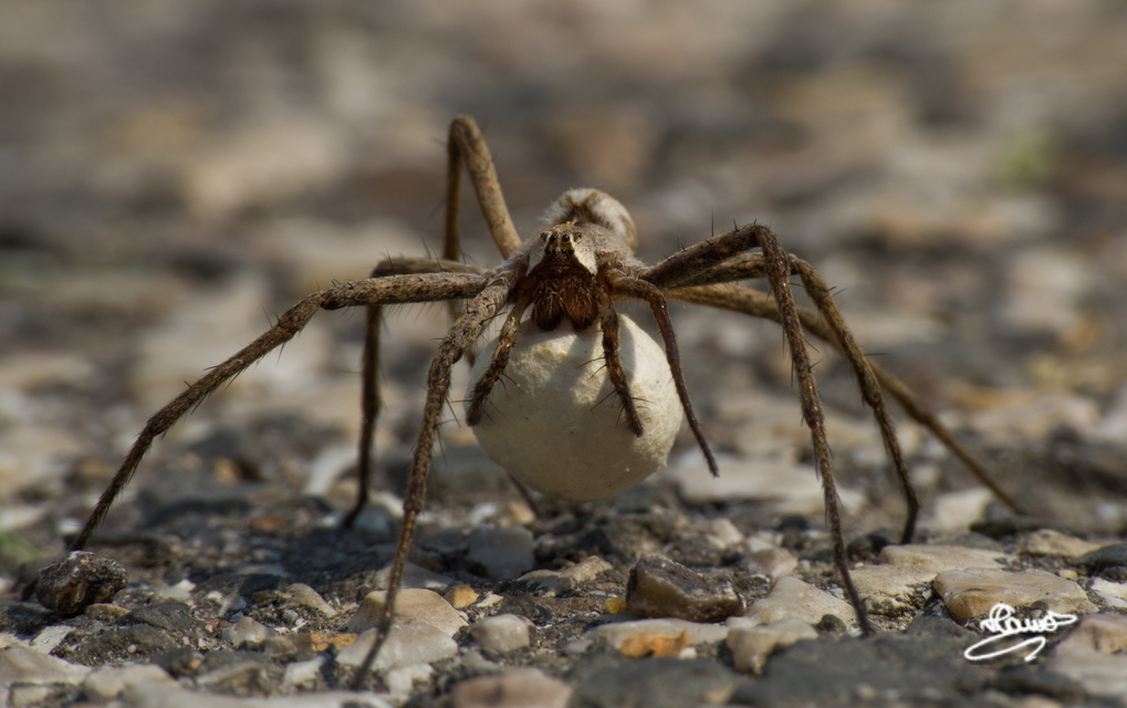 Pisaura mirabilis - csodáspók