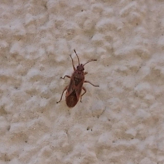Arocatus longiceps - platánbodobács