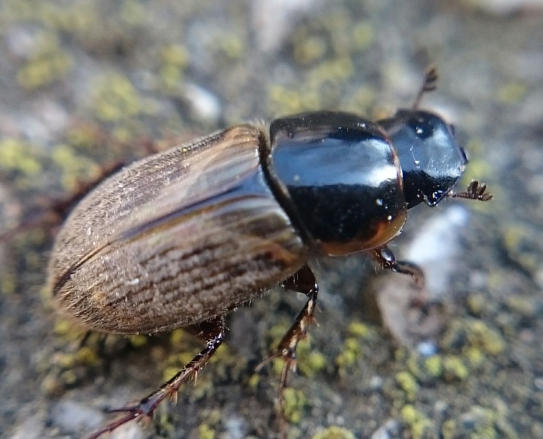 Aphodius prodromus - sárgalábú trágyabogár