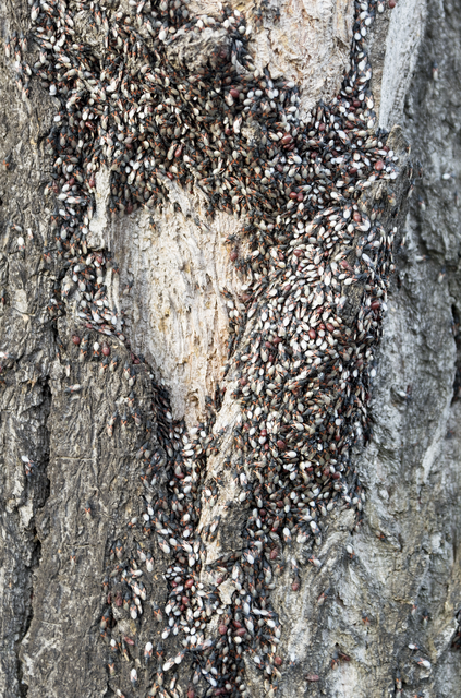 Oxycarenus lavaterae - hársbodobács