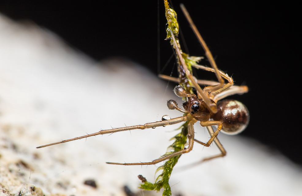 Linyphiidae - vitorláspókok