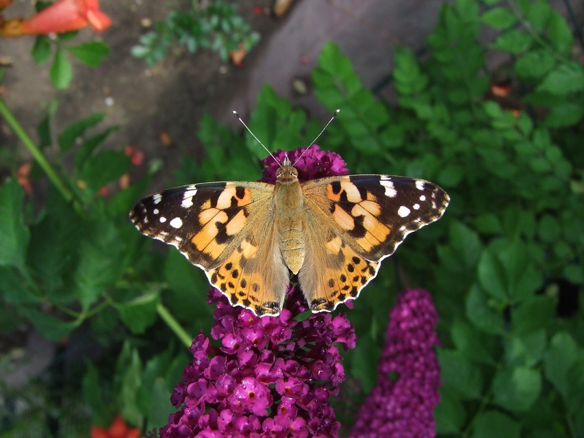 Vanessa cardui - bogáncslepke