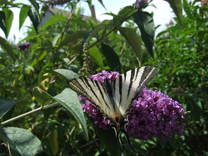 Iphiclides podalirius - kardoslepke
