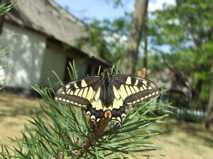 Papilio machaon - fecskefarkú lepke
