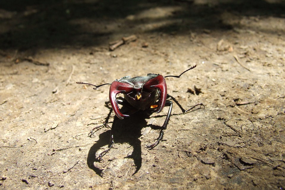 Lucanus cervus - nagy szarvasbogár